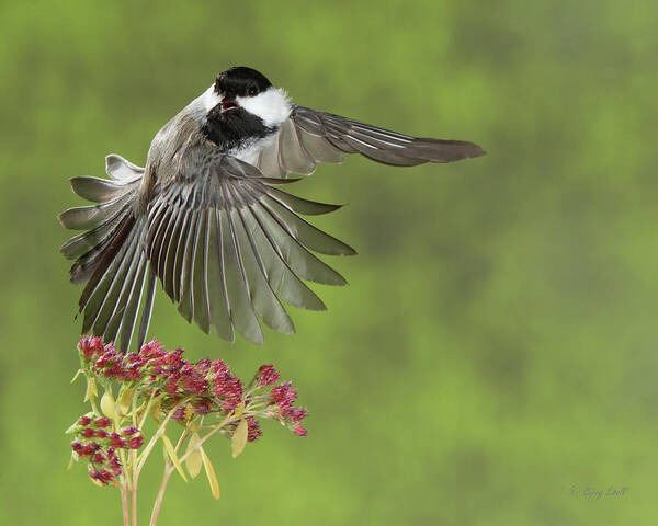 Nature Art Print featuring the photograph Quit Looking At Me by Gerry Sibell