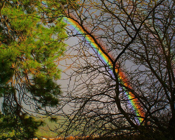 Nature Art Print featuring the photograph Rainbow Tree by Ben Upham III