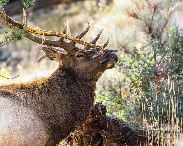 Bull Elk Art Print featuring the photograph Ready For Rut by Yeates Photography