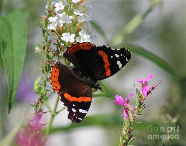 Butterfly Art Print featuring the photograph Red Admiral Butterfly Dorsal View by Karen Adams