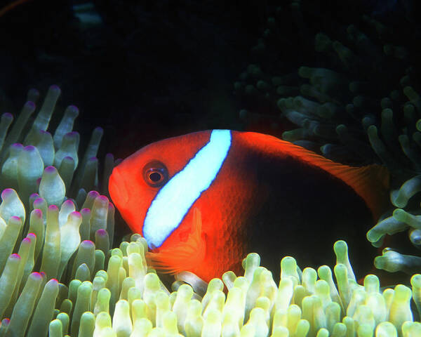 Red Black Anemonefish Art Print featuring the photograph Red and Black Anemonefish, Great Barrier Reef by Pauline Walsh Jacobson