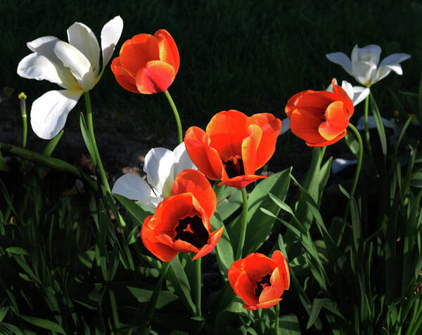 Garden Art Print featuring the photograph Red and White Tulips by Kathleen Stephens