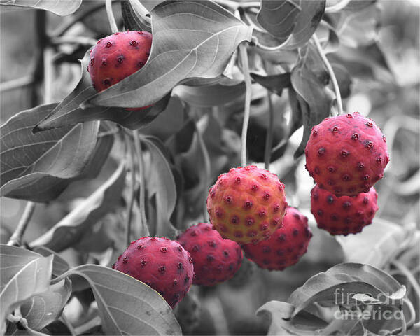 Nature Art Print featuring the photograph Red Dogwood Fruit Partial Color by Smilin Eyes Treasures