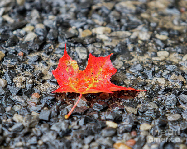 Maple Art Print featuring the photograph Red Maple by Phil Spitze