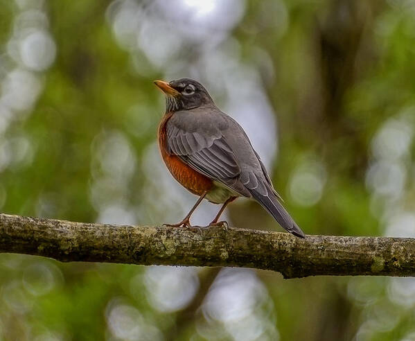 Robin Art Print featuring the photograph Red robin by Jerry Cahill