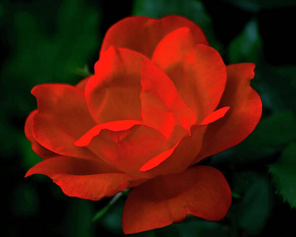 Red Flower Art Print featuring the photograph Red Rose in Sunlight by Robert Suggs