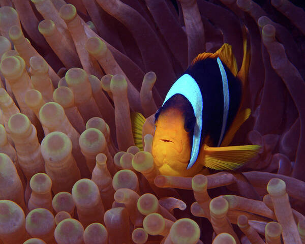 Red Sea Clownfish Art Print featuring the photograph Red Sea Clownfish, Eilat, Israel 9 by Pauline Walsh Jacobson