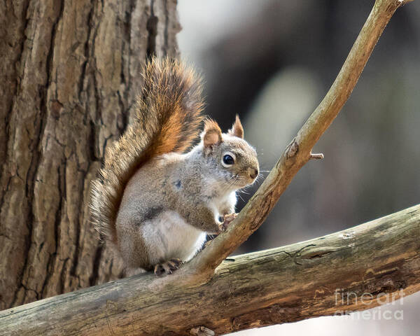 Squirrel Art Print featuring the photograph Red Squirrel by Phil Spitze