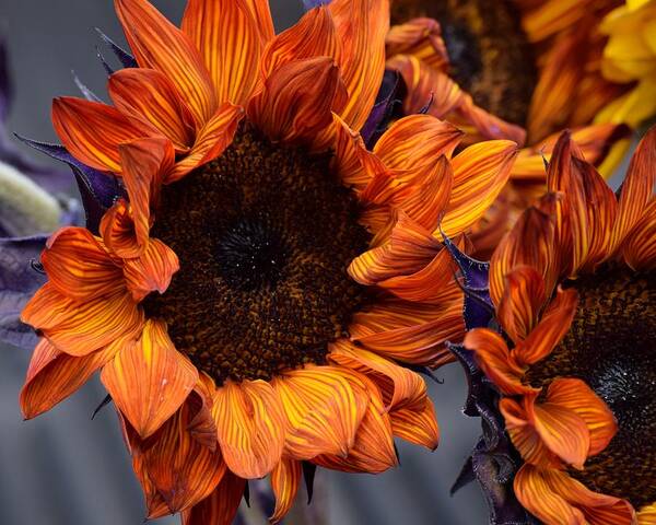 Flowers Art Print featuring the photograph Red Sunflowers by Jimmy Chuck Smith