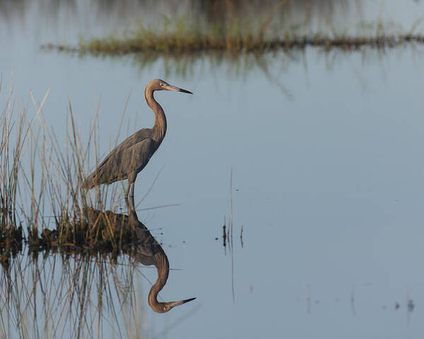 Reddish Art Print featuring the photograph Reddish Egret and reflection in the morning light by David Watkins