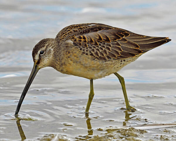 Long-billed Dowitcher Art Print featuring the photograph Refueling by Tony Beck