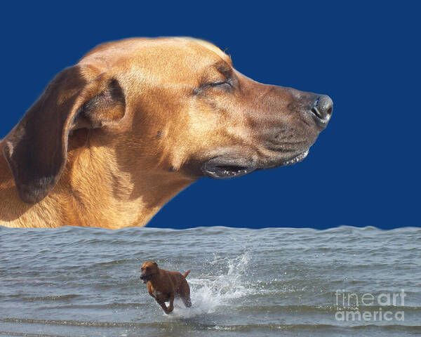 Pet Art Print featuring the photograph Rhodesian Ridgeback by Mary Mikawoz