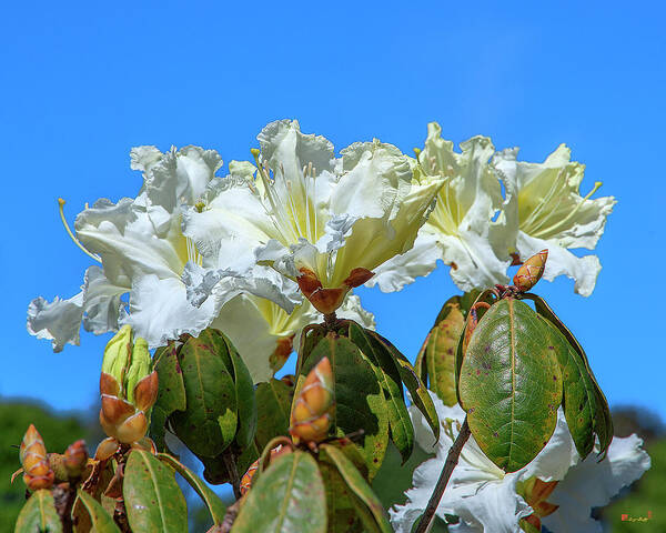 Nature Art Print featuring the photograph Rhododendron ciliicalyx DTHN0213 by Gerry Gantt