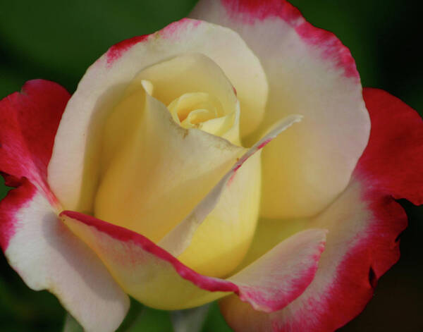 Rose Art Print featuring the photograph Rose 3913 by Steven Ward