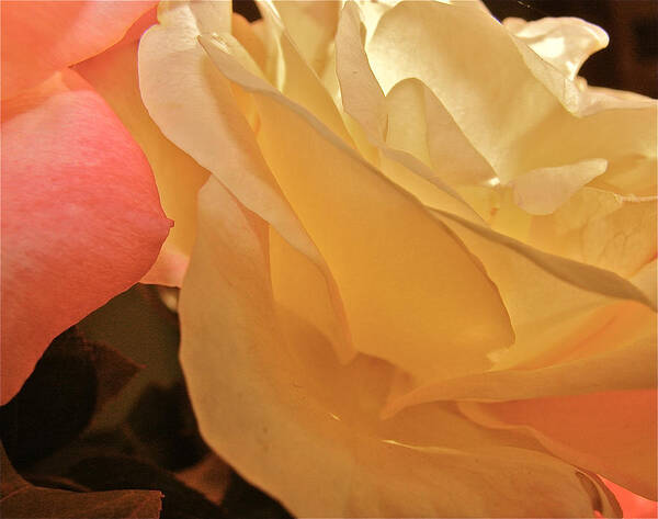 Rose Art Print featuring the photograph Roses in the light by Liz Vernand