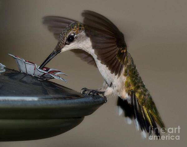 Birds Art Print featuring the photograph Ruby - Throated Hummingbird by Steve Brown