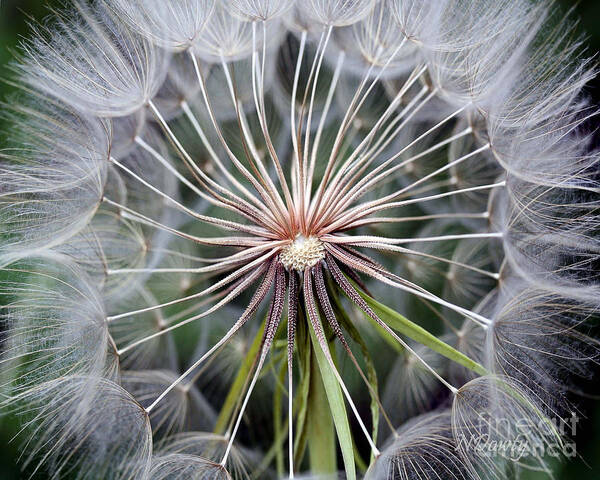 Salsify Art Print featuring the photograph Salsify by Natalie Dowty