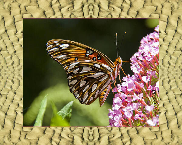  Nature Photos Art Print featuring the photograph Sandflow Butterfly by Bell And Todd