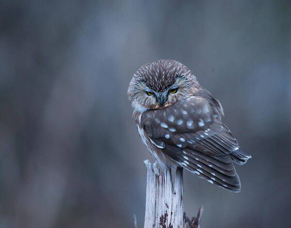 Northern Saw-whet Owl Art Print featuring the photograph Saw-whet Owl by Ian Johnson