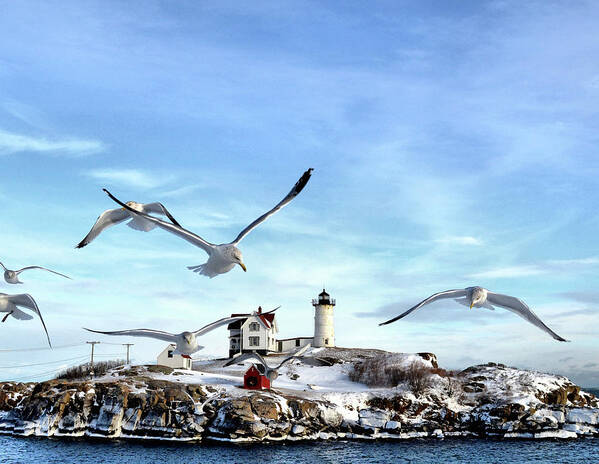 Seagull Art Print featuring the photograph Seagulls at the Nubble by Colleen Phaedra
