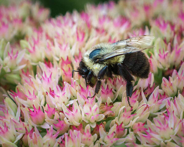 Bee Art Print featuring the photograph Sedum Bumbler by Bill Pevlor