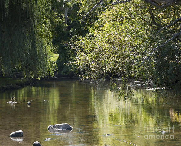 River Art Print featuring the photograph Shallow River by Tara Lynn