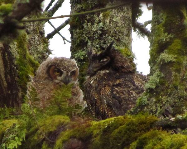 Great Horned Owl And Owlet Art Print featuring the photograph Sharing Ancient Wisdoms by I'ina Van Lawick