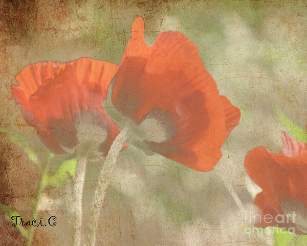 Poppy Art Print featuring the photograph Silent Dancers by Traci Cottingham