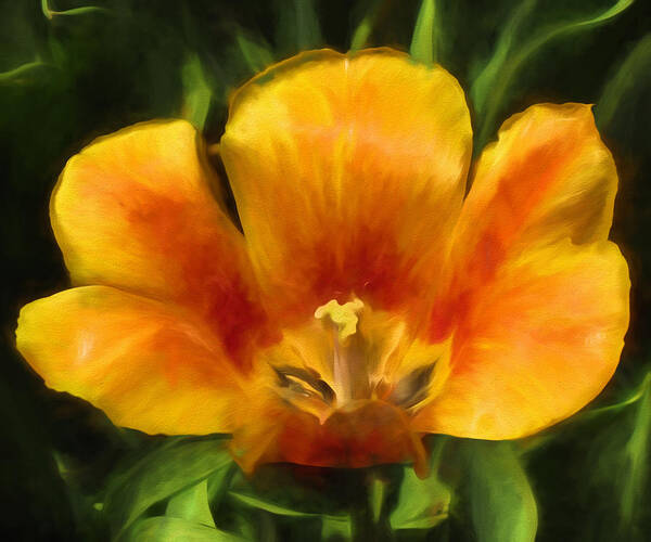 Tulip Art Print featuring the photograph Singular by John Freidenberg