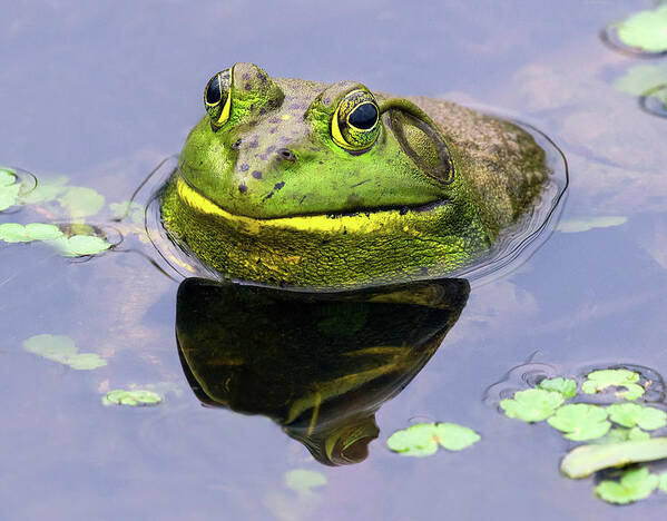 Bull Frog Art Print featuring the photograph Sir Bull Frog by Art Cole