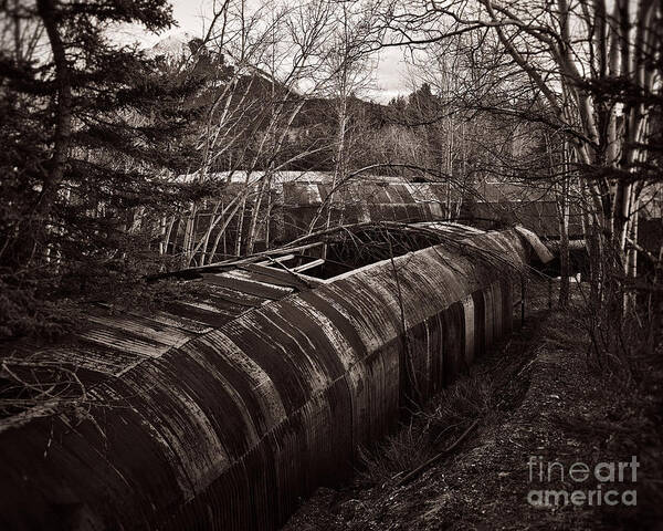 Plant Art Print featuring the photograph Slow Reclamation by Royce Howland