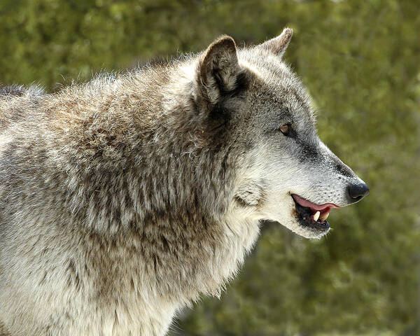 Wolf Art Print featuring the photograph Smiling Wolf by Scott Read