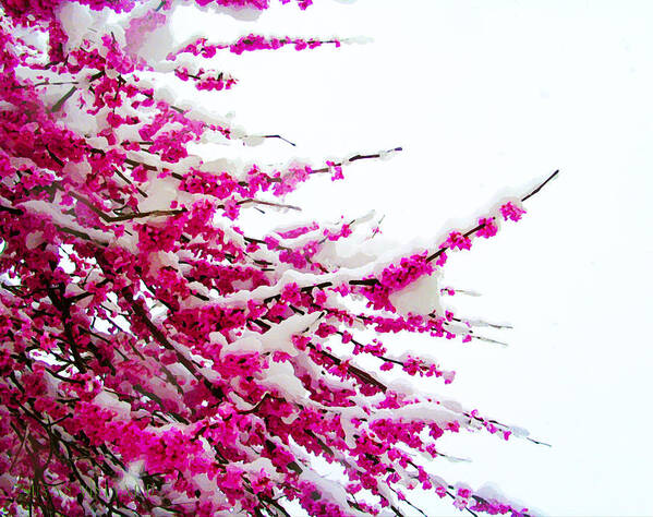Susan Vineyard Art Print featuring the photograph Snow Blossoms by Susan Vineyard