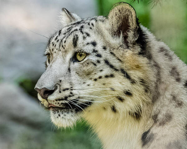 Snow Leopard Art Print featuring the photograph Snow Leopard Portrait by Yeates Photography