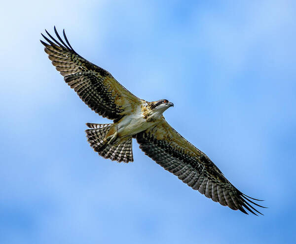 Osprey Art Print featuring the photograph Soaring High by Jerry Cahill