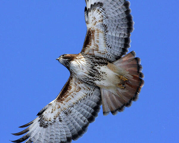 Red-tailed Hawk Art Print featuring the photograph Soaring Red-Tail by Doris Potter