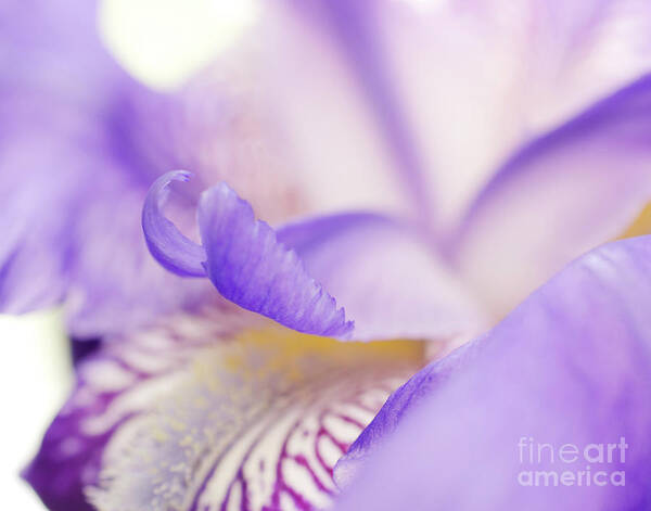 Flowers Art Print featuring the photograph Soft Focus Iris Petals Botanical / Nature / Floral Photograph by PIPA Fine Art - Simply Solid