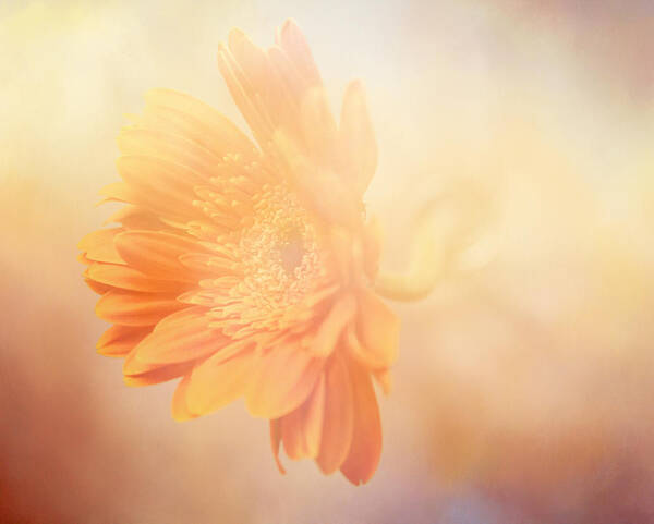 Flower Art Print featuring the photograph Softly Bloom by Toni Hopper