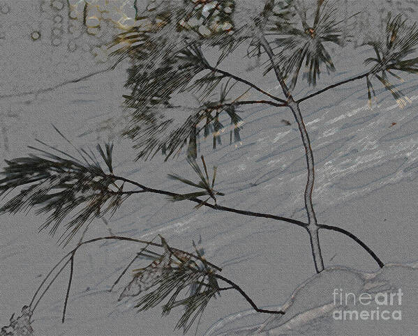 White Pine In Snow Art Print featuring the photograph Solitary Life by Scott Heister