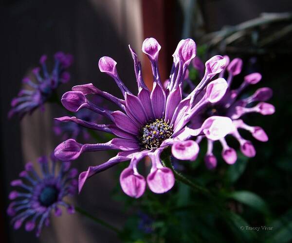 South African Daisy Art Print featuring the photograph South African Daisy by Tracey Vivar