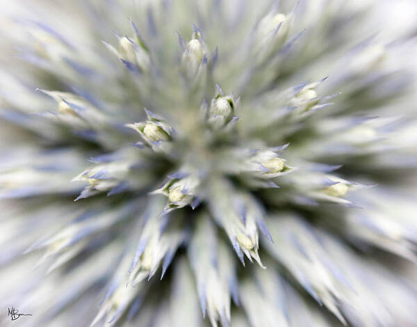 Macro Art Print featuring the photograph Spiked Illusion by Mary Anne Delgado