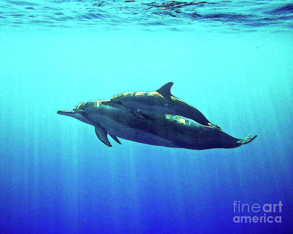 Dolphins Art Print featuring the photograph Spinner Dolphin with Baby by Bette Phelan