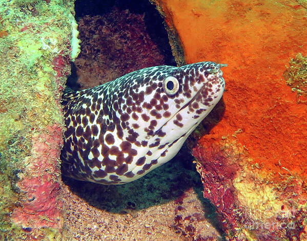 Underwater Art Print featuring the photograph Spotted Moray Eel by Daryl Duda