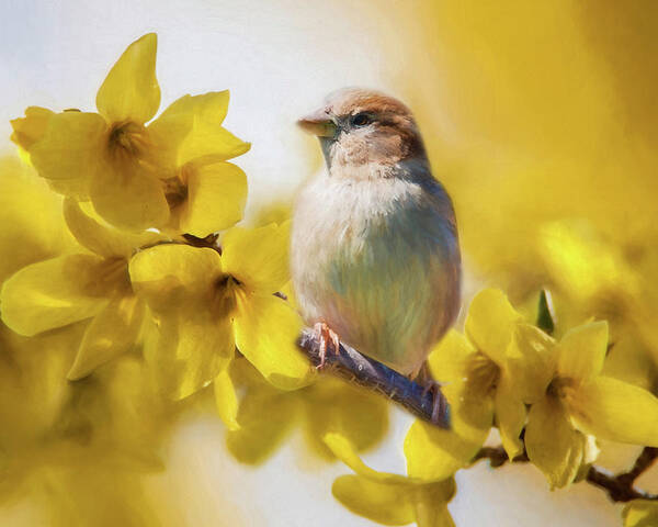 Forsythia Art Print featuring the photograph Spring Sparrow by Cathy Kovarik