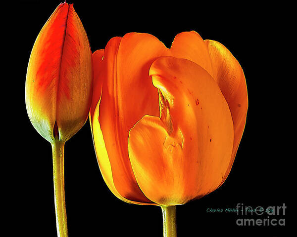 Santa Art Print featuring the photograph Spring Tulips V by Charles Muhle
