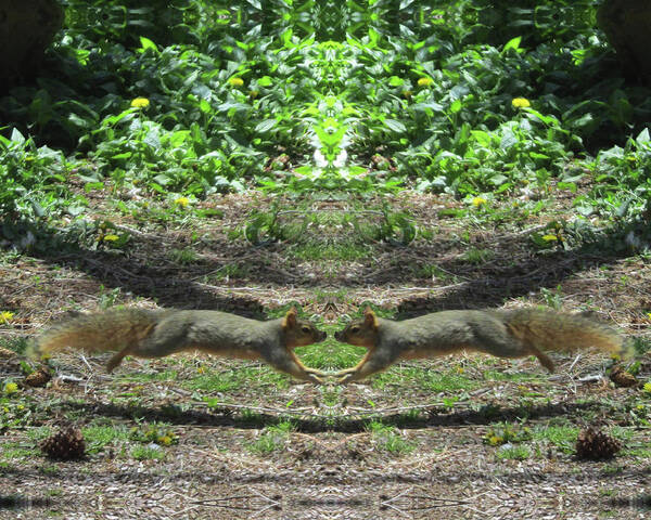 Squirrels Art Print featuring the digital art Squirrels Coming Together for a Kiss by Julia L Wright