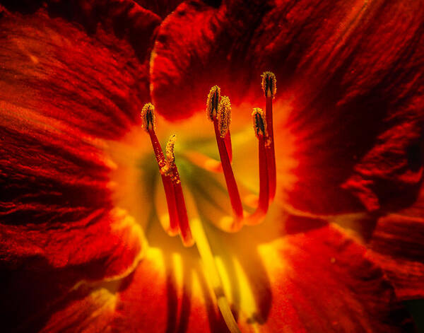 Flower Art Print featuring the photograph Stamens by Jim Painter