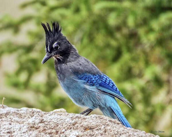 Steller's Jay Art Print featuring the photograph Steller's Jay on Granite by Stephen Johnson