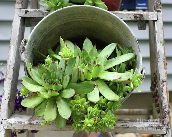 Plants Art Print featuring the photograph Succulents In A Bucket by Smilin Eyes Treasures