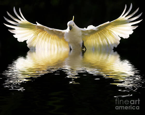 Bird In Flight Art Print featuring the photograph Sulphur crested cockatoo rising by Sheila Smart Fine Art Photography
